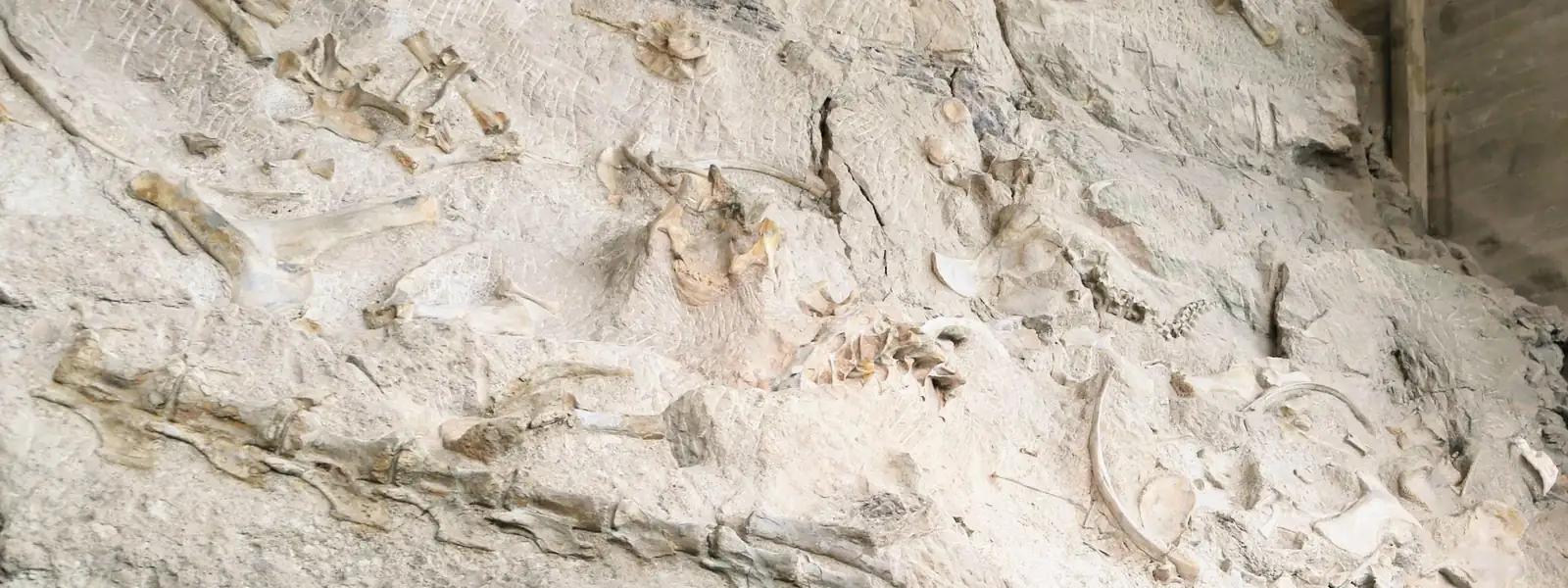 A dinosaur's vertebral column and other Jurassic bones embedded in the sandstone Wall of Bones inside the Quarry Exhibit Hall at Dinosaur National Monument